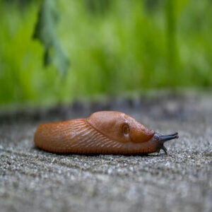 Slug